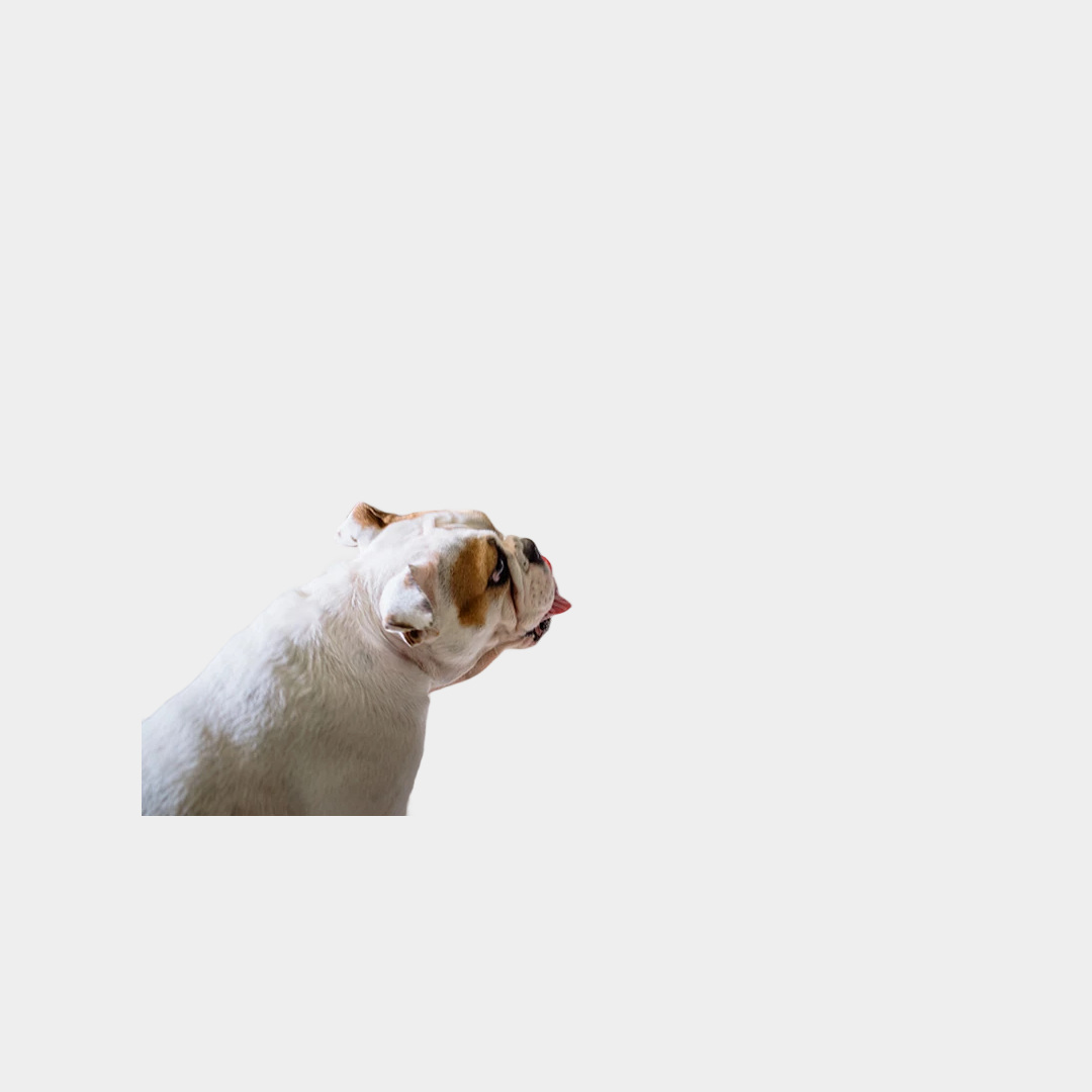 MultiMatte — демонстрация: Feyn / dog